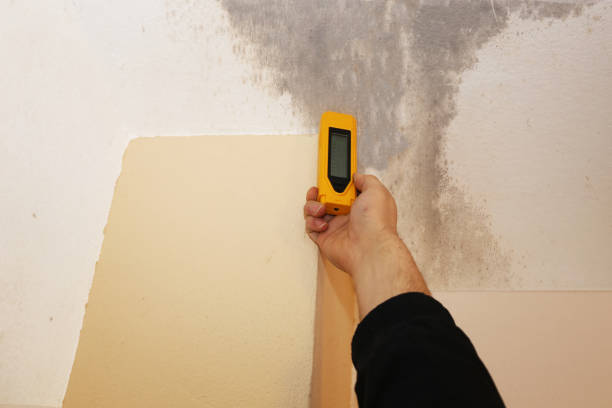 Trusted Holualoa, HI Mold Removal Experts