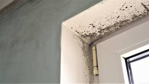 Best Airborne Mold Testing  in Holualoa, HI