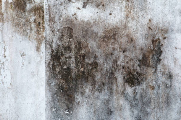 Best Post-Construction Mold Inspection  in Holualoa, HI