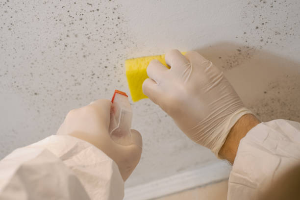 Best Water Damage & Mold Remediation  in Holualoa, HI