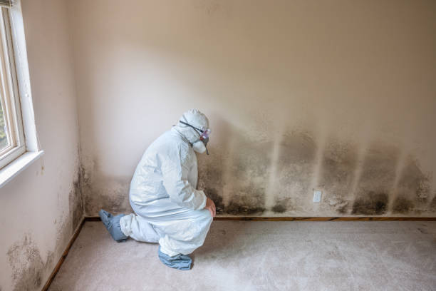 Best Mold Odor Removal Services  in Holualoa, HI