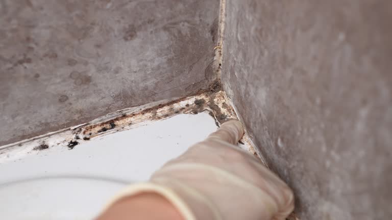 Best Comprehensive Air Testing for Mold Contaminants  in Holualoa, HI