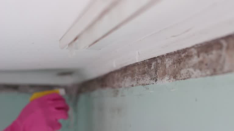 Best Dehumidification Services  in Holualoa, HI